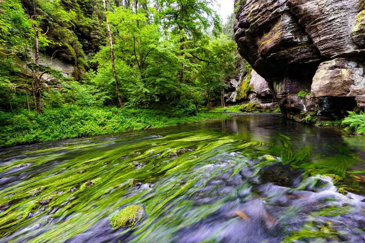 Kamenice River Edmund Gorge Hiking Bohemian Switzerland National Park