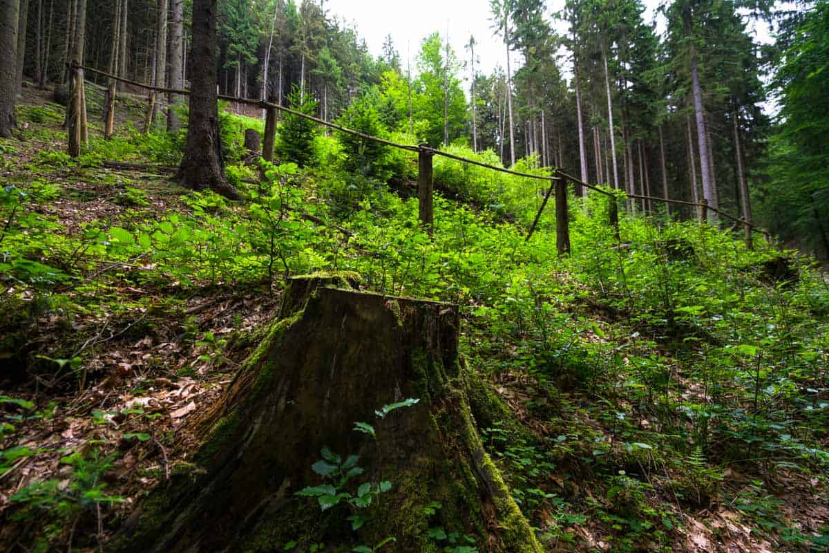 One of the best things to practise inwards Czechia is to larn Hiking inwards Bohemian Switzerland National Park (2019 Guide)