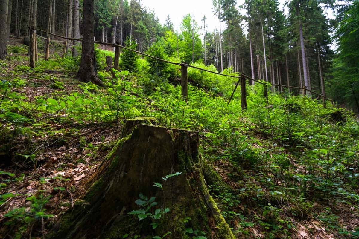 Hiking Bohemian Switzerland National Park