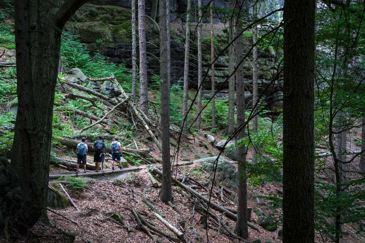 Forest Hiking Bohemian Switzerland National Park