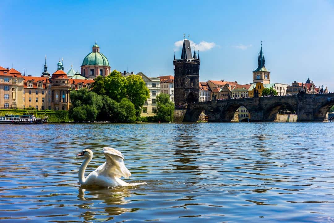 Swans Vltava River What To Do In Prague