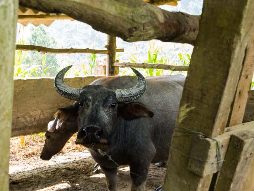 Water Buffalos