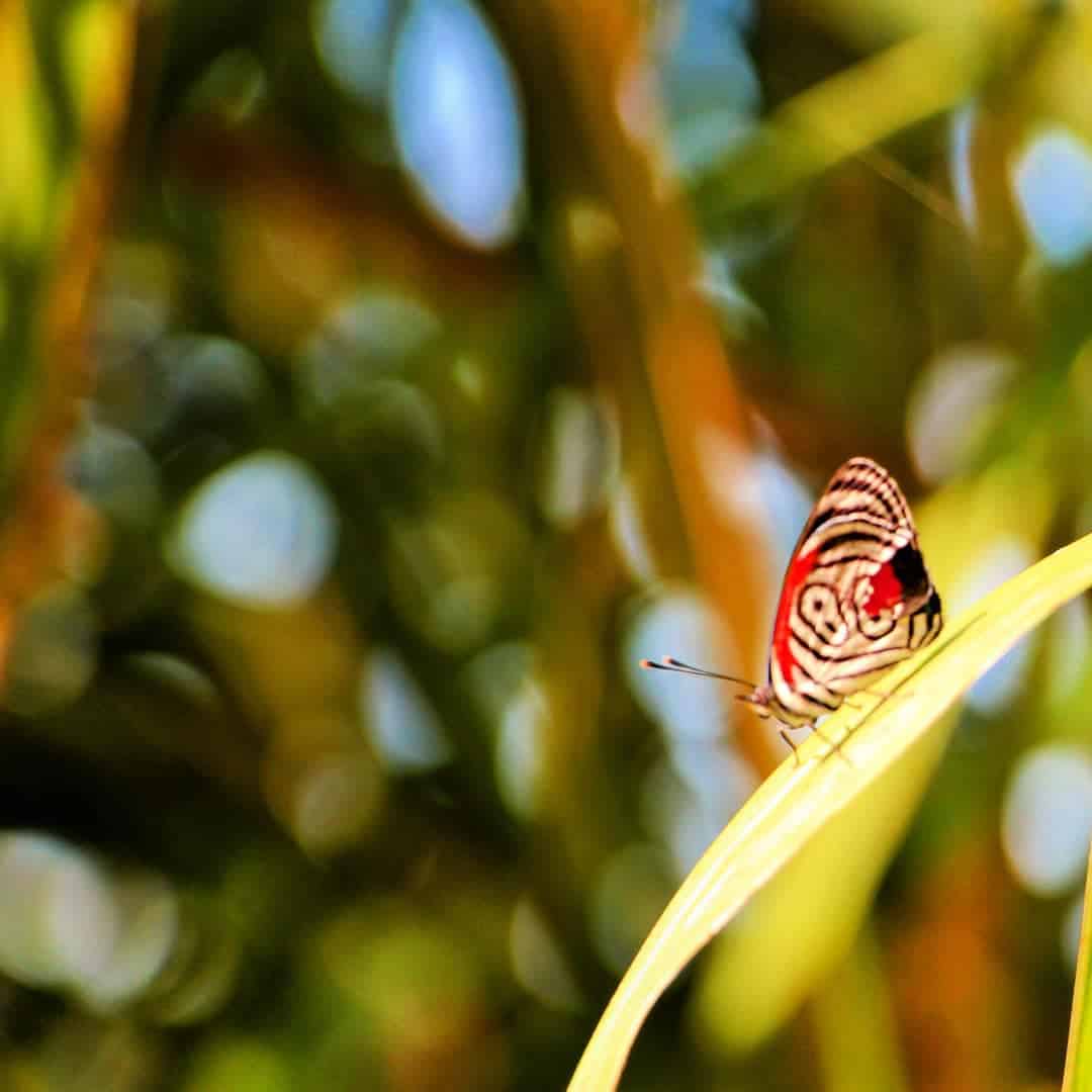 Iguazu Falls