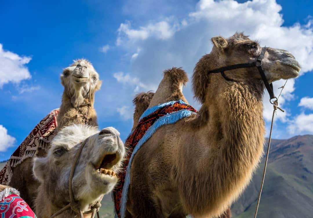 Photos Of Kyrgyzstan Camels World Nomad Games