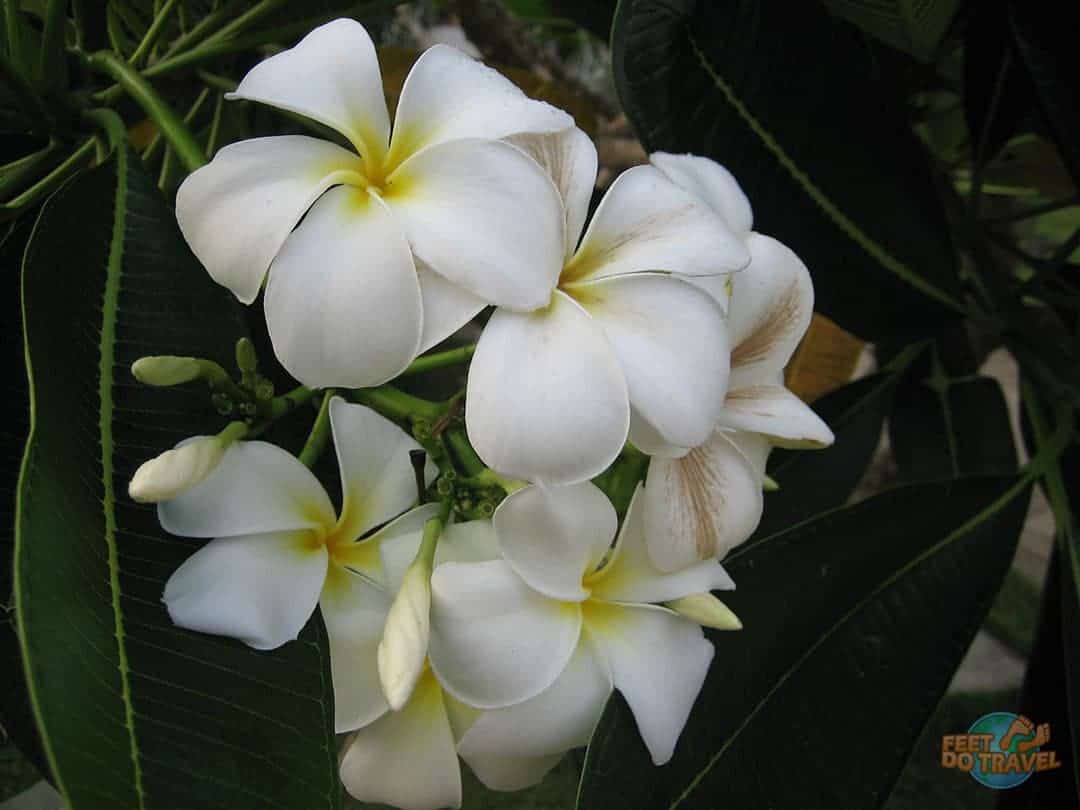 Frangipani Beginner's Guide To Goa