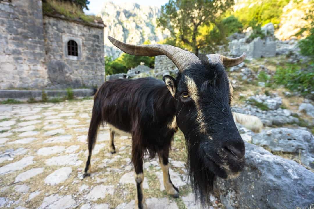Goats Things To Do In Kotor
