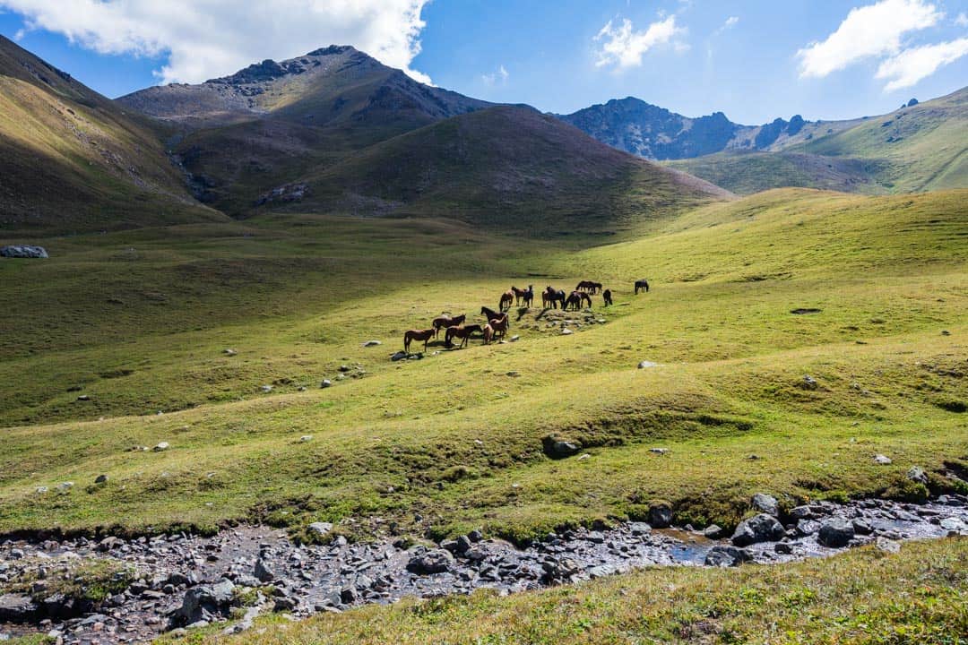 Horses Jyrgalan Trek