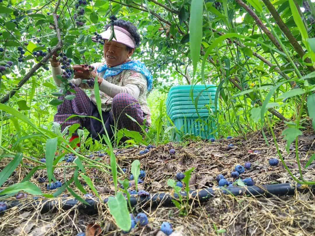 Wwoofing In South Korea