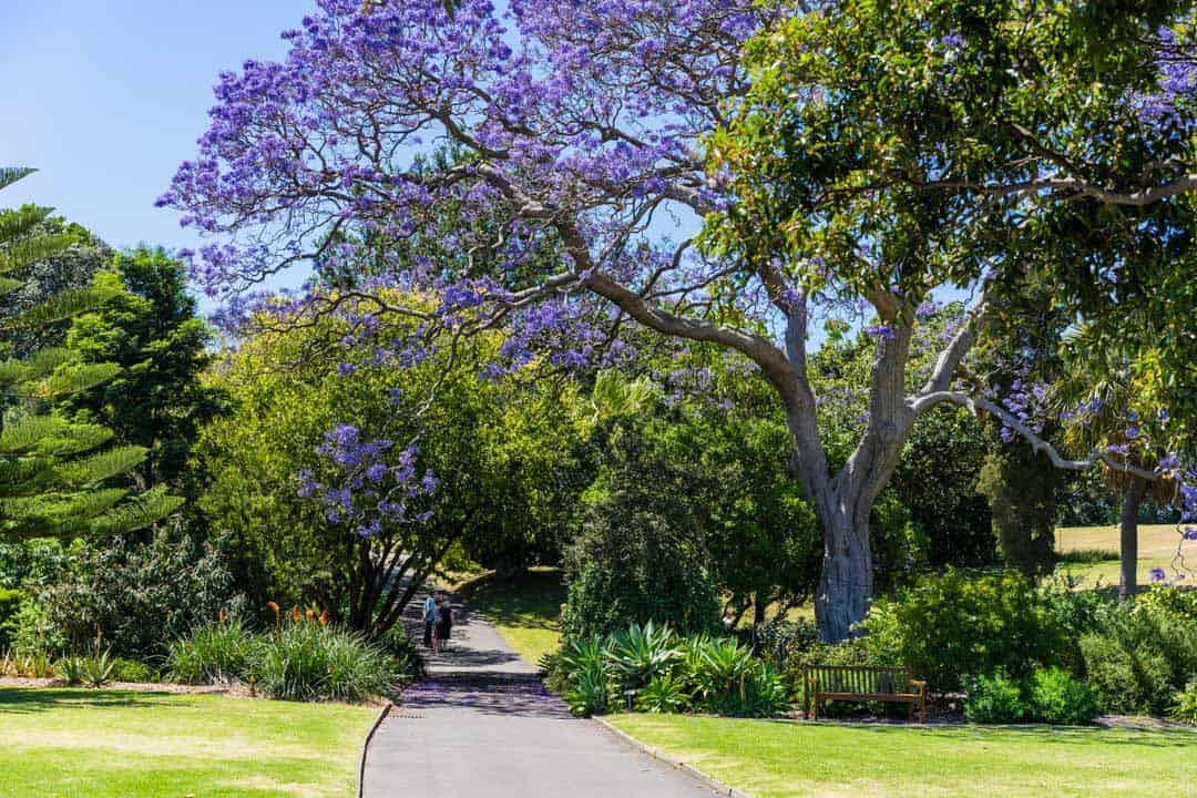 Royal Botanical Gardens Sydney