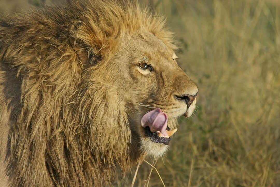 Lion South African Safari
