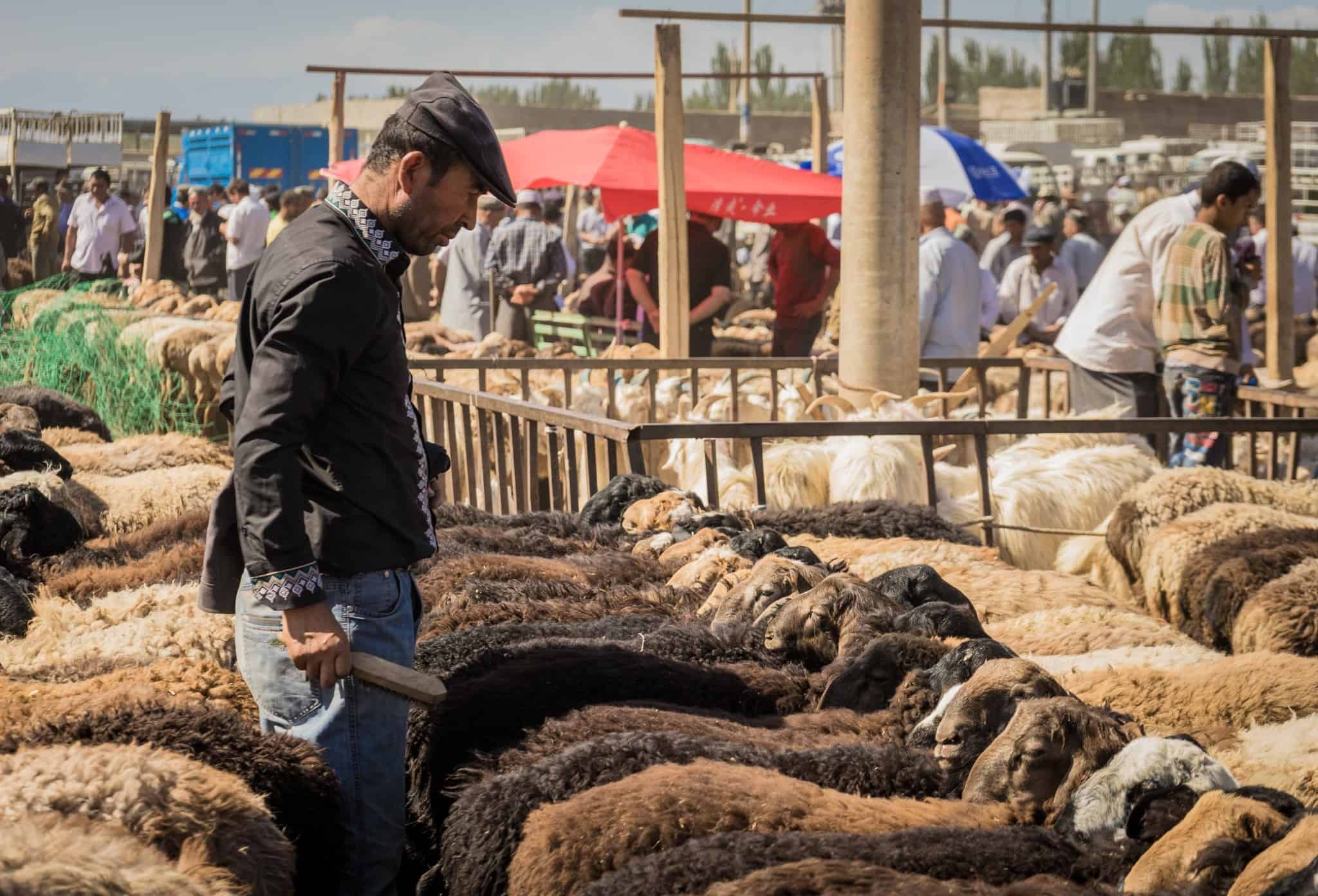 Kashgar Livestock Market Silk Road Photo Journey