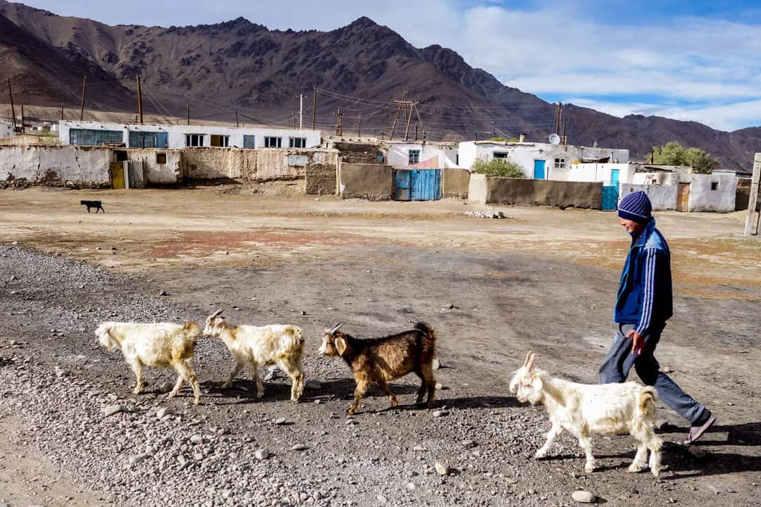 Murghab Goats Pamir Highway Adventure