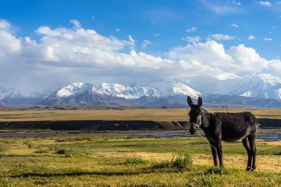 Peak Lenin Donkey Pamir Highway Adventure