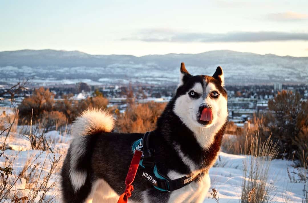 s best friend yesteryear most people together with ordinarily come upward inwards to your life when you lot create upward one's heed to settle do Why together with How to Travel With Your Dog