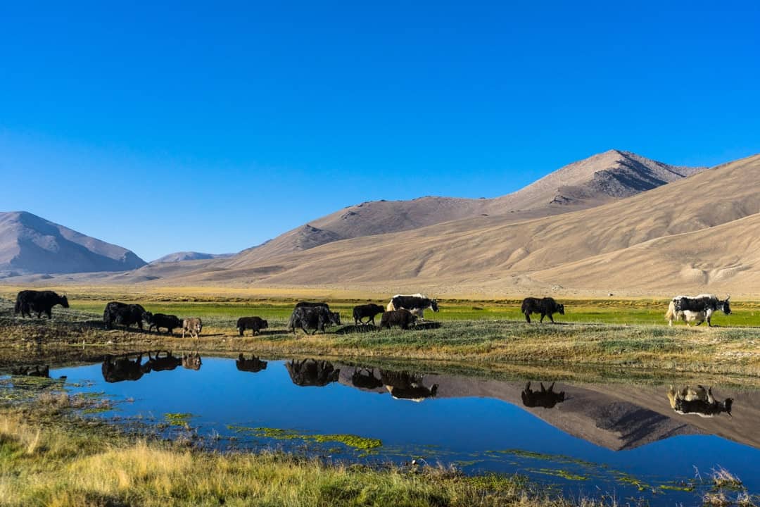 Yaks Bulunkul Pamir Highway Adventure