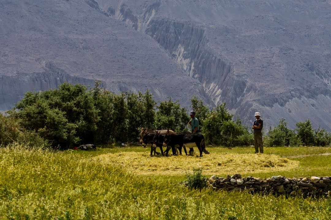 Donkeys Yamchun Pamir Highway Adventure