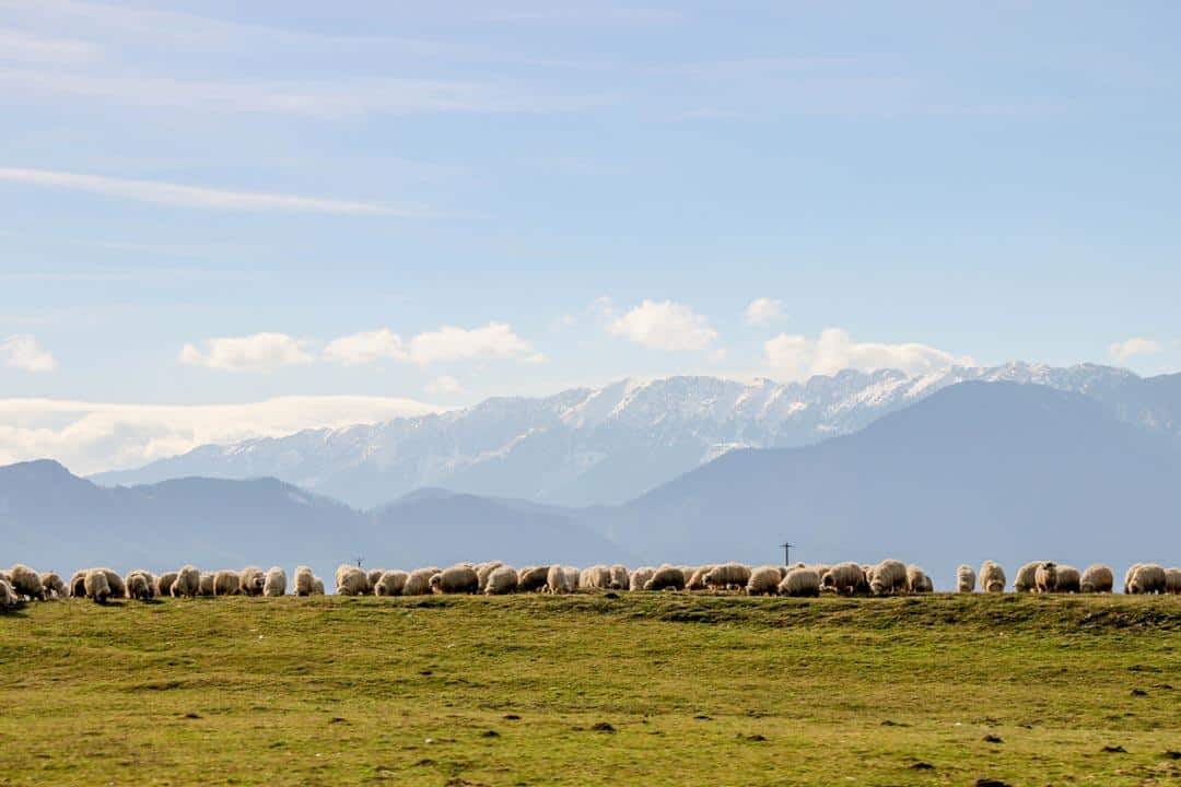 Sheep Hiking In Romania