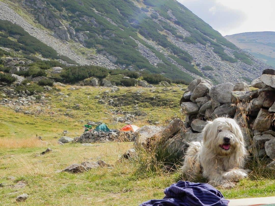 Shepherd Dog Hiking In Romania