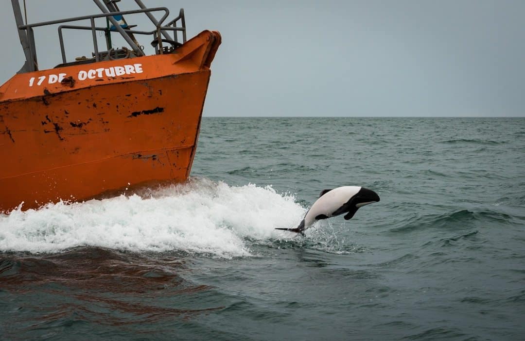 Commerson's Dolphin