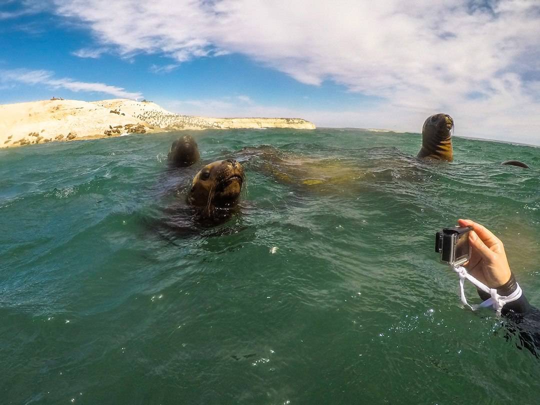 Snorkelling With Sea Lions Things Things To Do In Puerto Madryn
