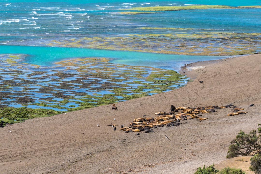 Sea Lions Punta Norte Things To Do In Puerto Madryn