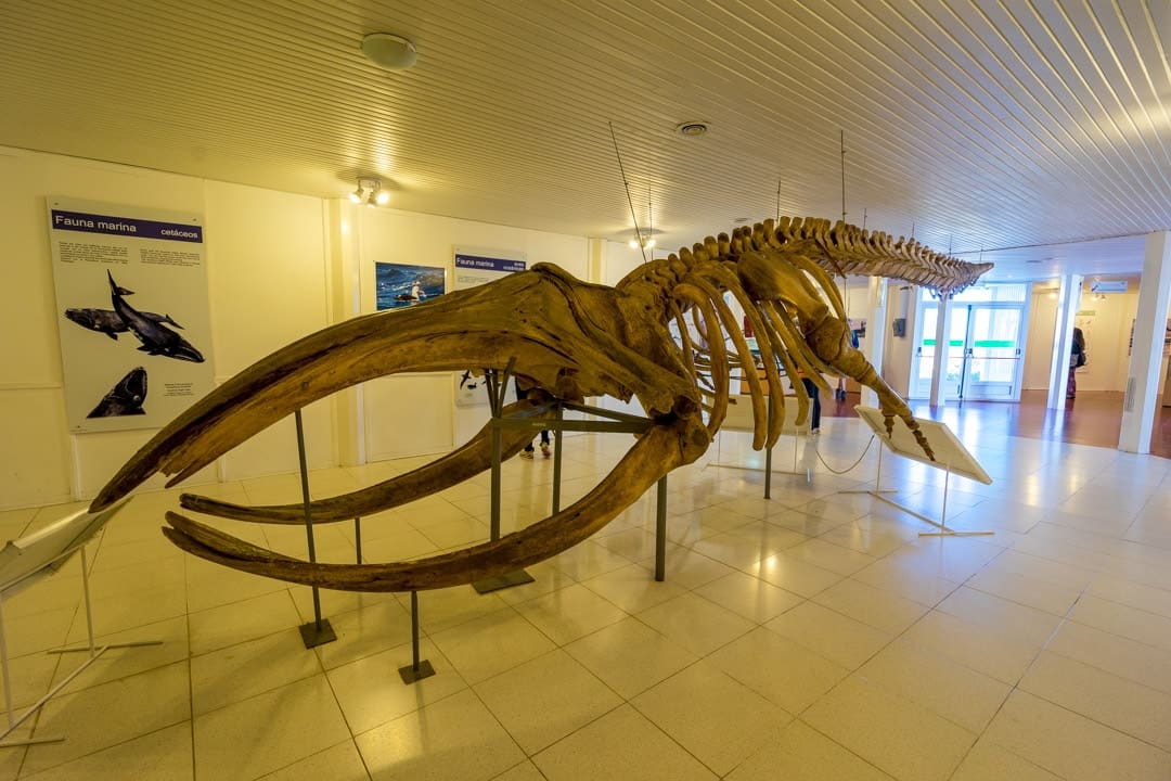 From snorkelling with sea lions to hanging out with dinosaurs 8 Awesome Things to Do inwards Puerto Madryn, Argentina