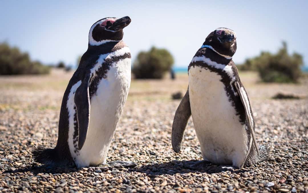 Things To Do In Puerto Madryn Magellanic Penguin