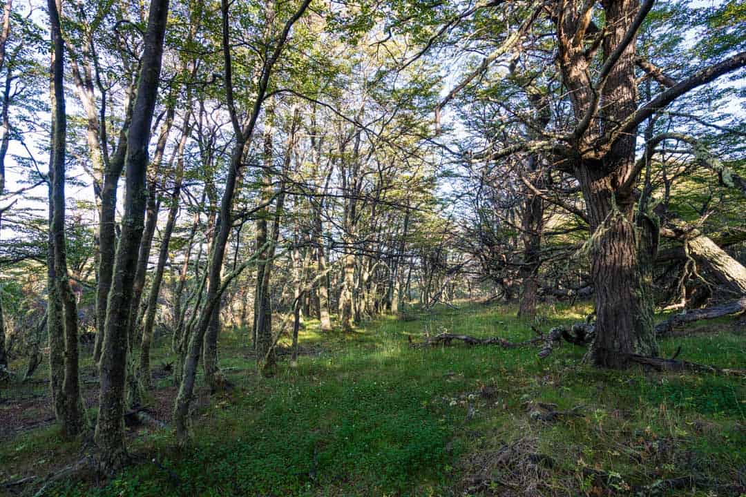 Forest Hiking Puerto Natales