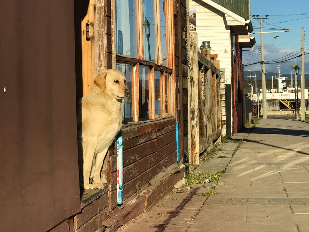 Dog Puerto Natales
