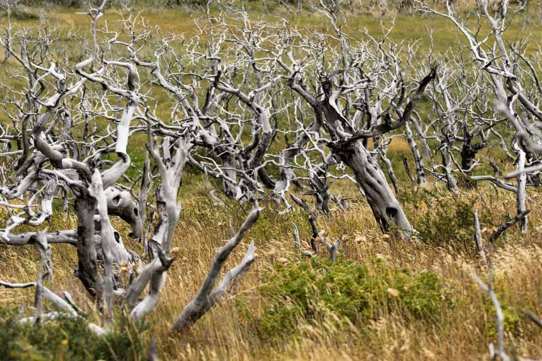 Burnt Forest Torres Del Paine