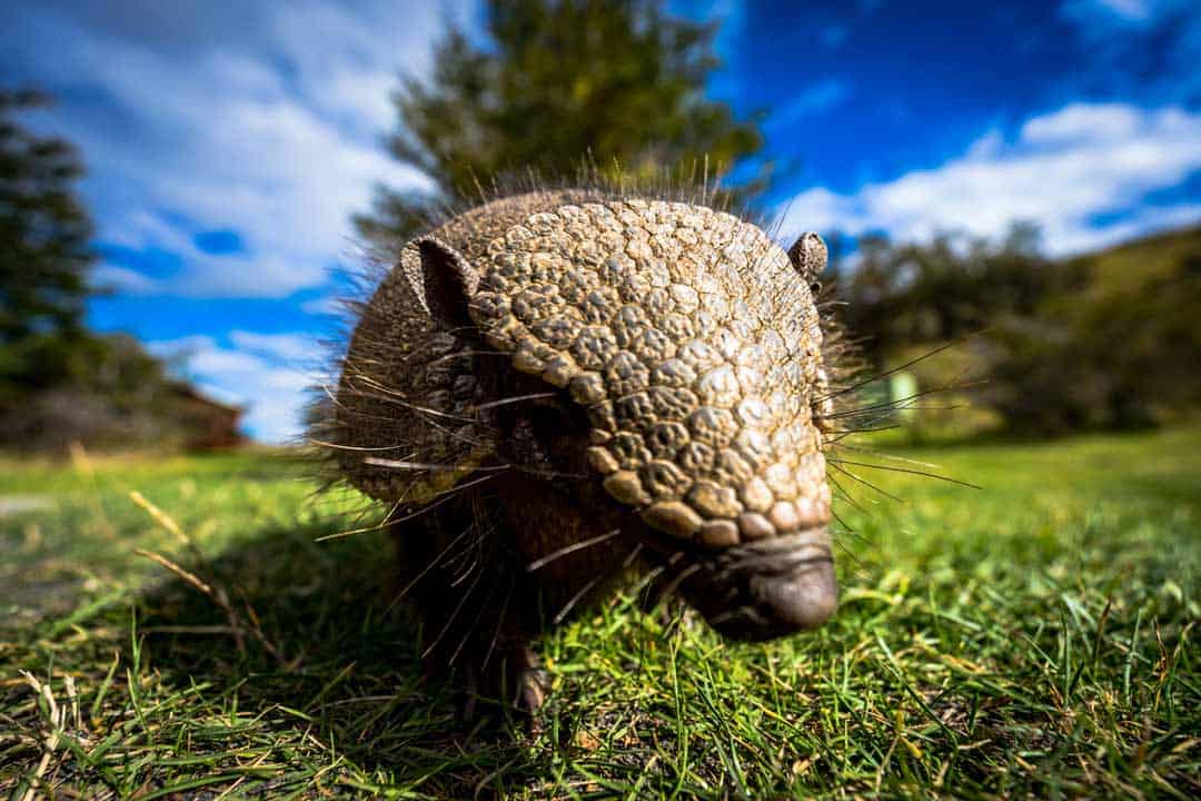 Armadillo