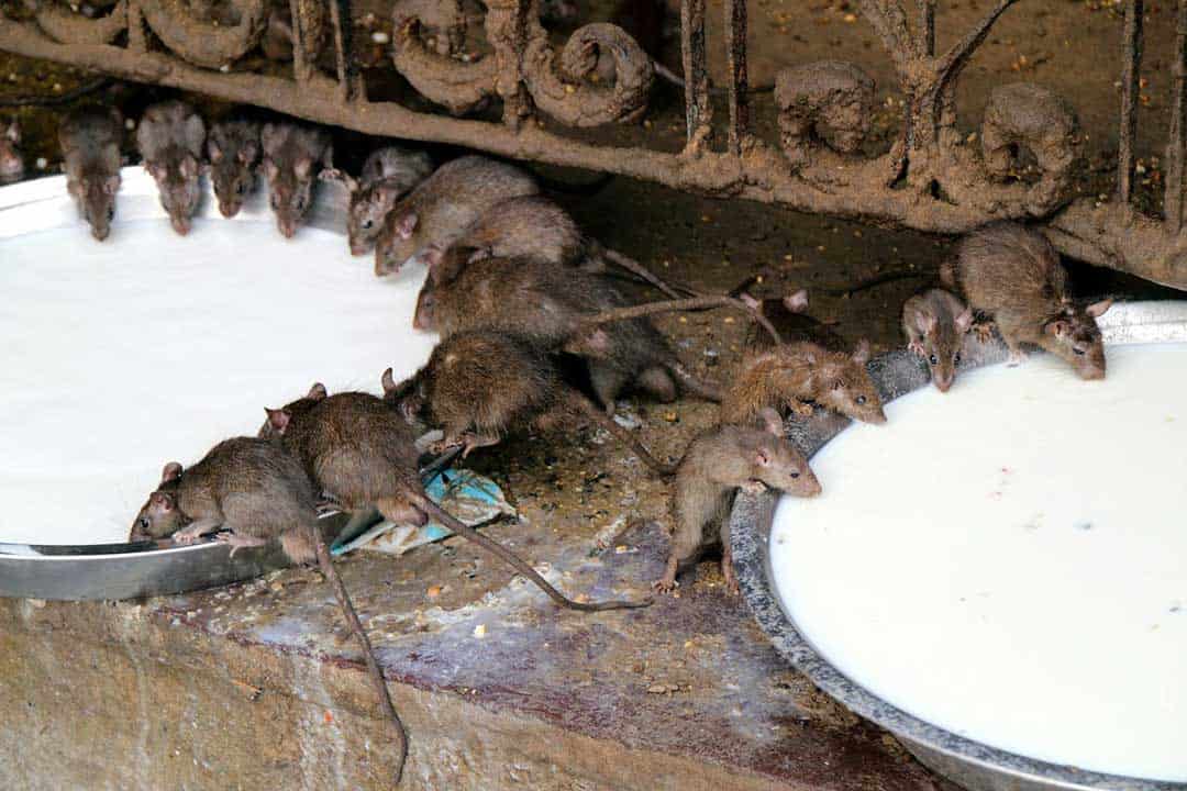 having a few grand rats scrambling some you lot is non just an interesting sight in addition to India’s Rat Temple – Karni Mata Temple In Rajasthan