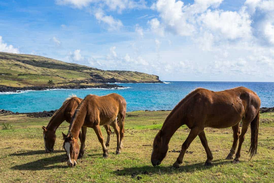From watching the sunrise over the iconic moai to diving inward crystal clear H2O thirty Awesome Things to Do inward Easter Island (2019 Edition)