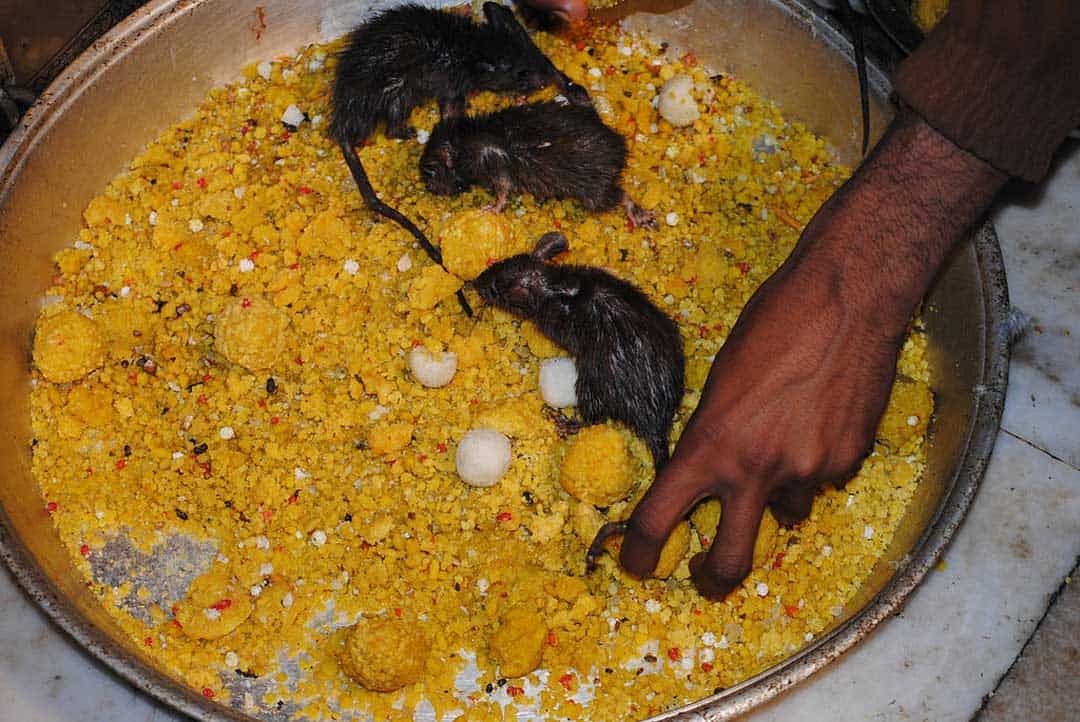 having a few grand rats scrambling some you lot is non just an interesting sight in addition to India’s Rat Temple – Karni Mata Temple In Rajasthan