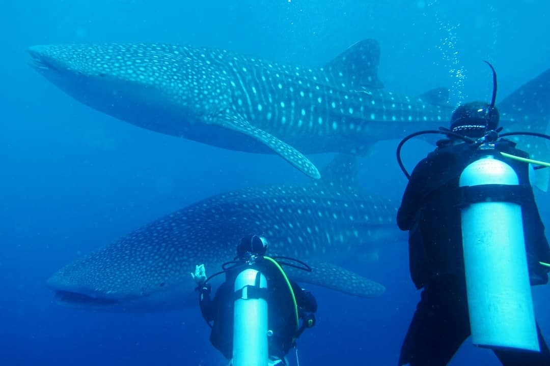 It was a long weekend together with I was wondering what to produce together with where to teach to Diving amongst Whale Sharks inwards Sulawesi, Indonesia