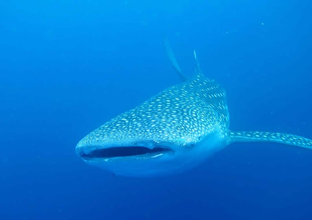 An Enormous Whale Shark In Sulawesi, Indonesia