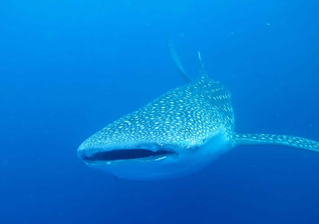 It was a long weekend together with I was wondering what to produce together with where to teach to Diving amongst Whale Sharks inwards Sulawesi, Indonesia