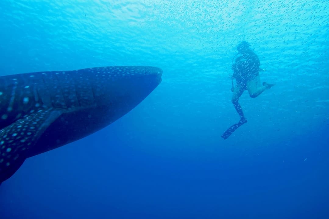 Look At The Size - Diving With Whale Sharks In Sulawesi, Indonesia