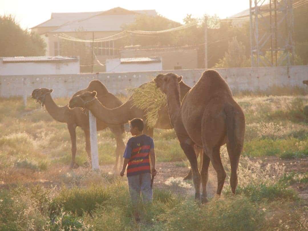 A Young Camel Herder Outside Turkmenistan - Obviously A Barcelona Fan