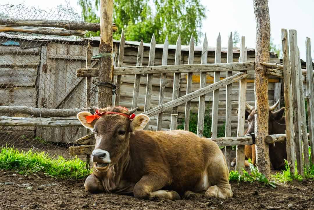 Cows Jyrgalan Village Kyrgyzstan