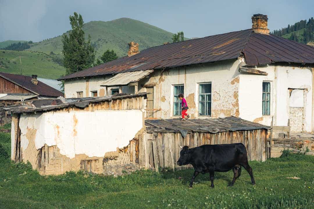 Cow Kid Jyrgalan Village Kyrgyzstan