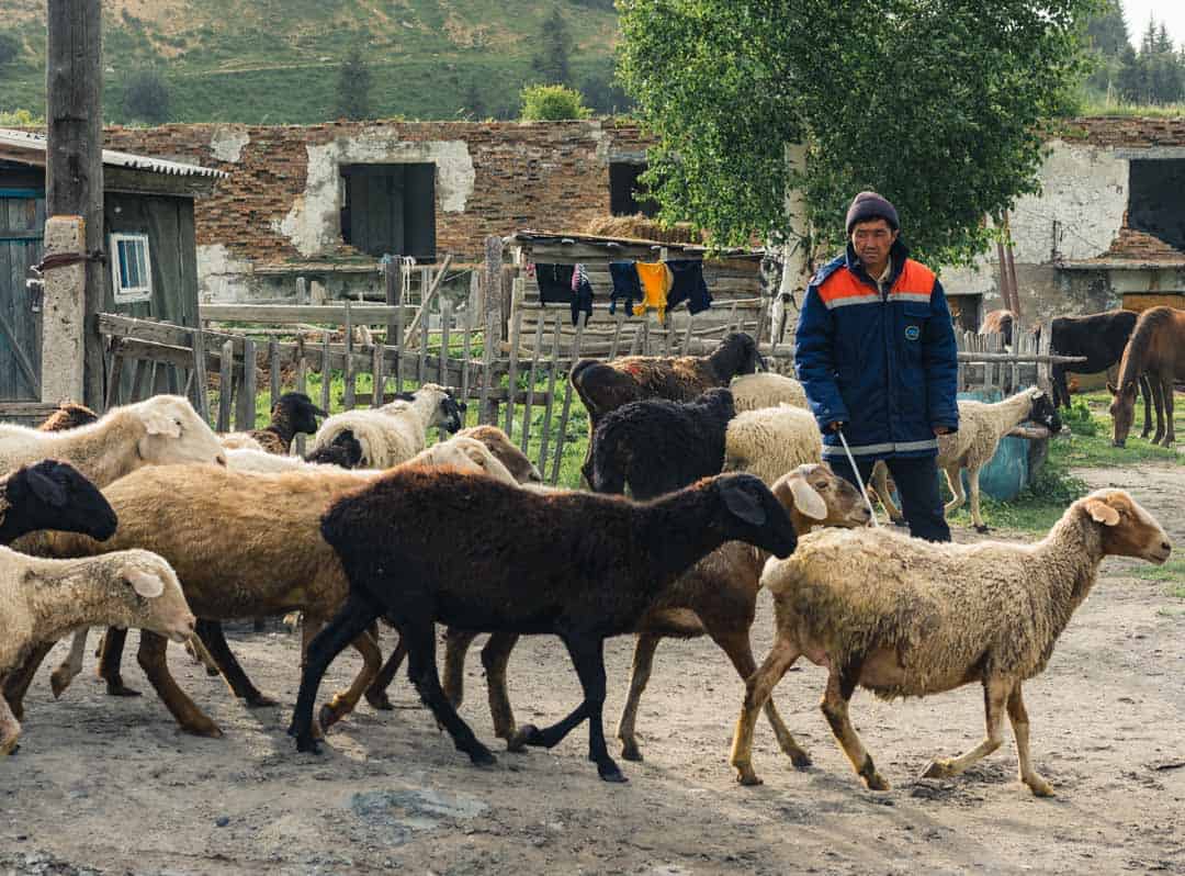 Goats Jyrgalan Village Kyrgyzstan