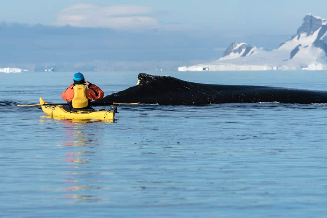 Kayaking Travel To Antarctica One Ocean Expeditions