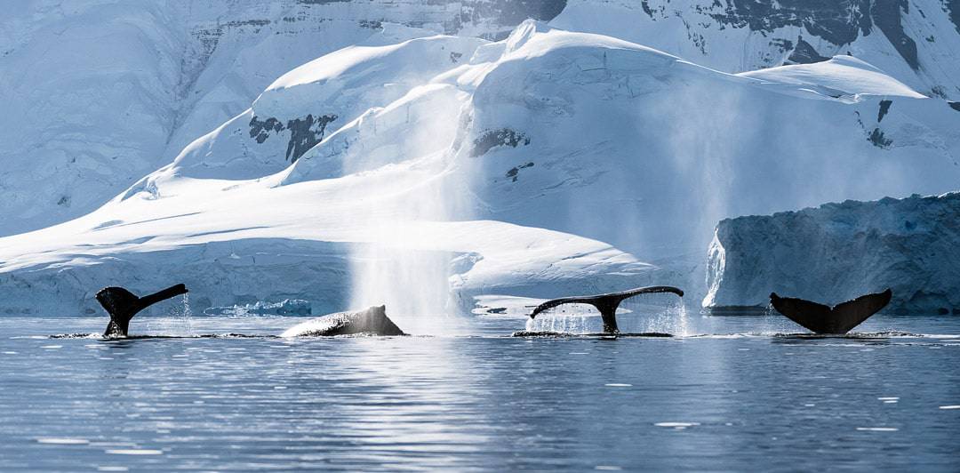 4 Humpback Whales Wildlife In Antarctica