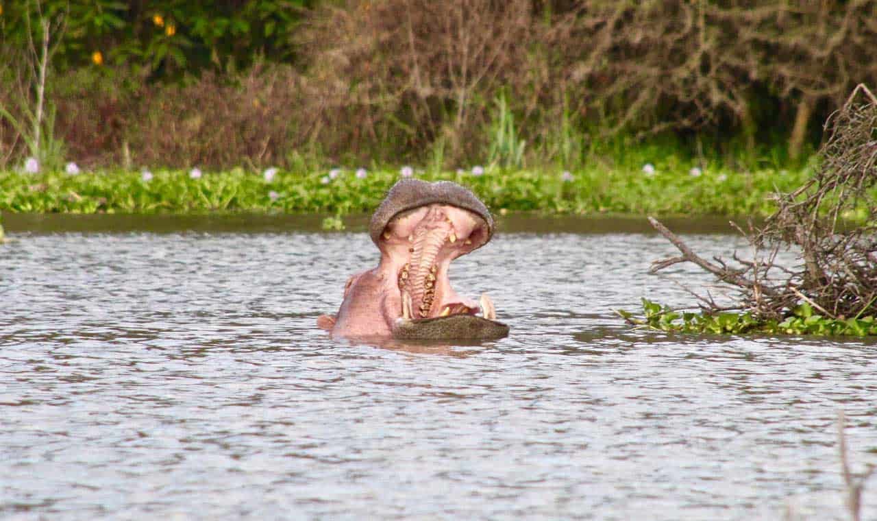 Kayak With Hippos &Amp; Crocodiles In Kwazulu-Natal, South Africa