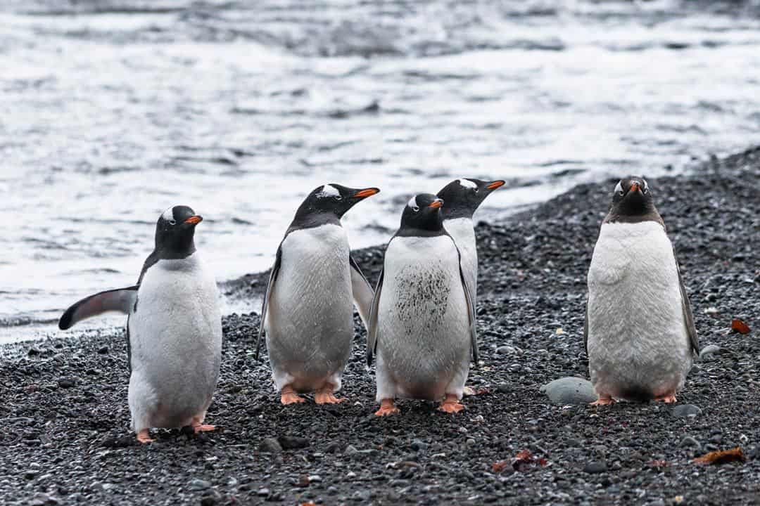 Gentoo Penguins Wildlife In Antarctica