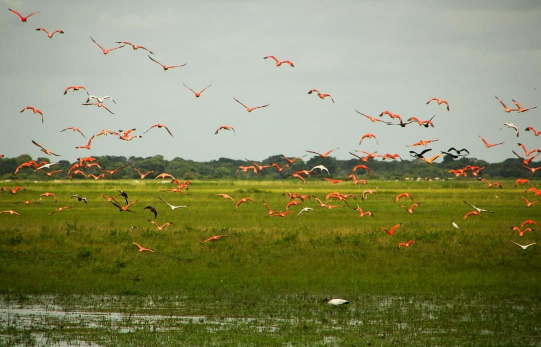 Los Llanos Savannah, Venezuela