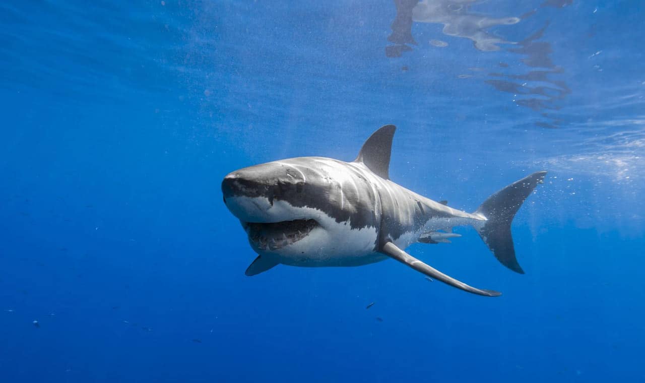 Shark Cage Diving In Gansbaai - Adventure Activities In South Africa