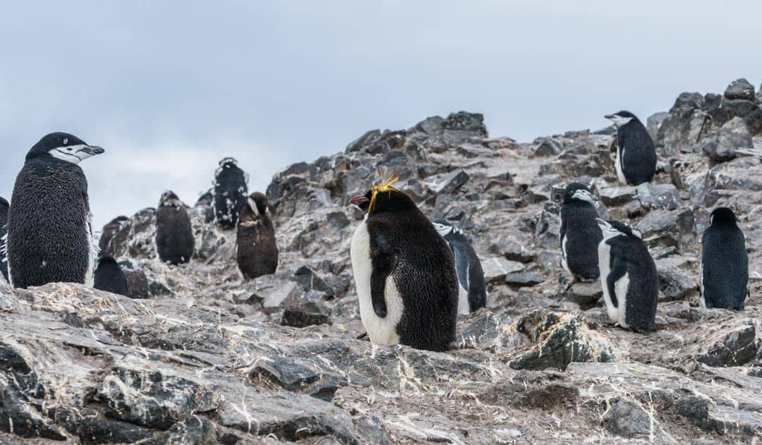 Macaroni Chinstrap Penguin Wildlife In Antarctica