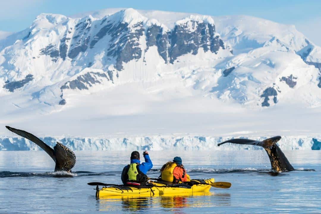 Humpback Whales Kayaks Wildlife In Antarctica